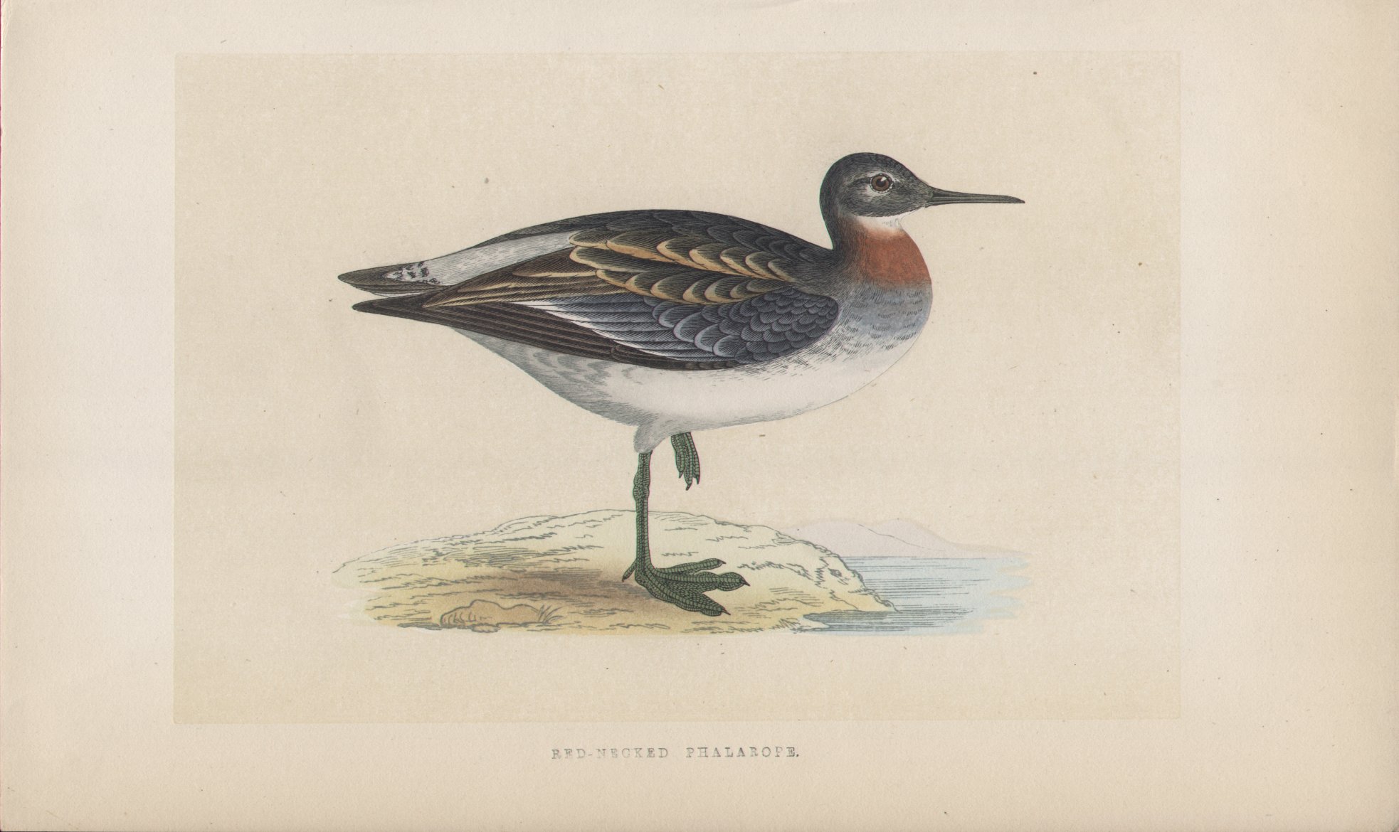 Wood - Red-necked Phalarope - Fawcett